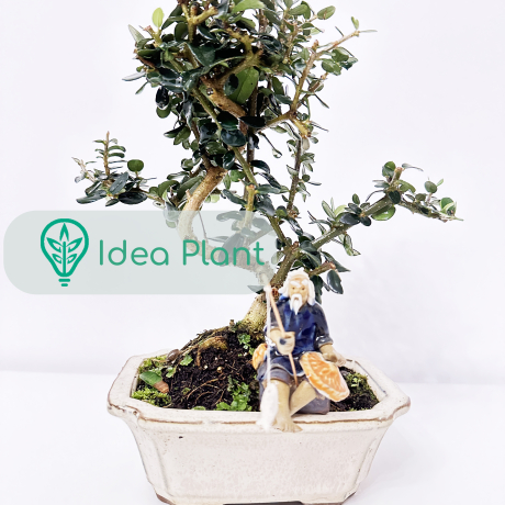 Bonsai Oliwka Sylvestris (8 lat) doniczka 15 cm / wysokość rośliny 20 cm - Zdjęcie №3