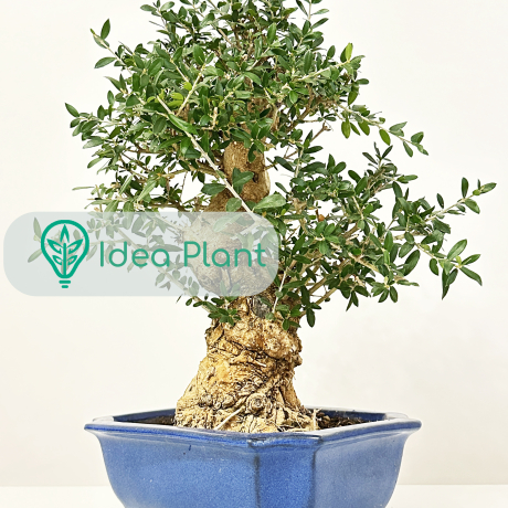 Bonsai Oliwka Sylvestris (22 lat) doniczka 32 cm / wysokość rośliny 27 cm - Zdjęcie №2