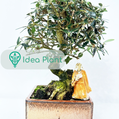Bonsai Oliwka Sylvestris (13 lat) doniczka 14 cm / wysokość rośliny 24 cm
