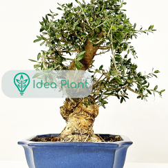 Bonsai Oliwka Sylvestris (22 lat) doniczka 32 cm / wysokość rośliny 27 cm