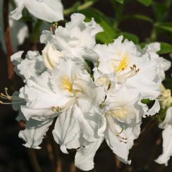 Azalia wielkokwiatowa Oxydol C2 h 30-65 cm