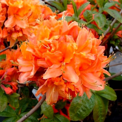 Azalia wielkokwiatowa Mandarin Lights C2 h 30-65 cm