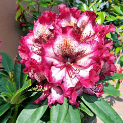 Różanecznik Painted Purple (rhododendron) C2 h 30-50 cm