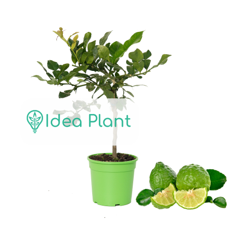 Limonka Kaffir (Papeda o Combava) - Premium w ozdobnej doniczce C1.5 - Zdjęcie №1