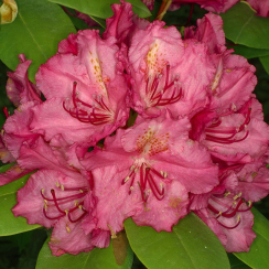 Różanecznik Pearce's American Beauty (rhododendron) C2 h 30-50 cm