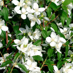 Jaśminowiec wonny 'Lemoinei'