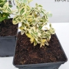 Trzmielina fortune'a Emerald Gold (euonymus fortunei) : zmniejszona - Zdjęcie №2