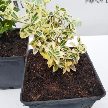 Trzmielina fortune'a Emerald Gold (euonymus fortunei) - Zdjęcie №2