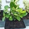 Trzmielina fortune'a Sunspot (euonymus fortunei) : zmniejszona - Zdjęcie №3