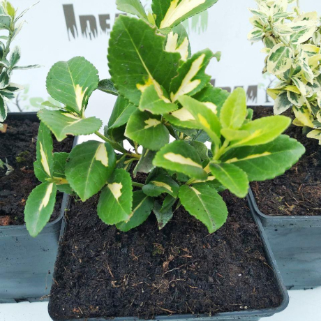 Trzmielina fortune'a Sunspot (euonymus fortunei) - Zdjęcie №3