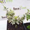 Trzmielina fortune'a Emerald Gaiety (euonymus fortunei) : zmniejszona - Zdjęcie №2