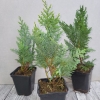 Cyprysik lawsona Alumii (Chamaecyparis lawsoniana) : zmniejszona - Zdjęcie №2