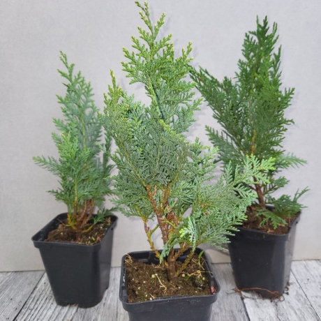 Cyprysik lawsona Alumii (Chamaecyparis lawsoniana) - Zdjęcie №2