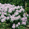 Różanecznik Pinguin (rhododendron) : zmniejszona - Zdjęcie №2