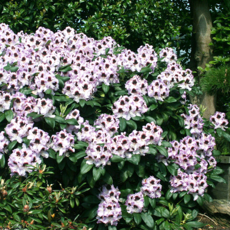 Różanecznik Pinguin (rhododendron) - Zdjęcie №2