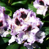 Różanecznik Pinguin (rhododendron) : zmniejszona - Zdjęcie №1