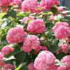 Hortensja Pink Annabelle : zmniejszona - Zdjęcie №3