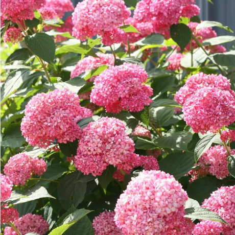 Hortensja Pink Annabelle - Zdjęcie №3