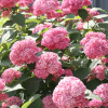 Hortensja Pink Annabelle : zmniejszona - Zdjęcie №1