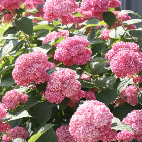 Hortensja Pink Annabelle - Zdjęcie №1