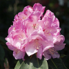 Różanecznik Pink Titan (rhododendron) C2 h 30-50 cm : zmniejszona - Zdjęcie №1
