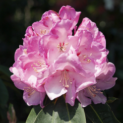 Różanecznik Pink Titan (rhododendron) C2 h 30-50 cm