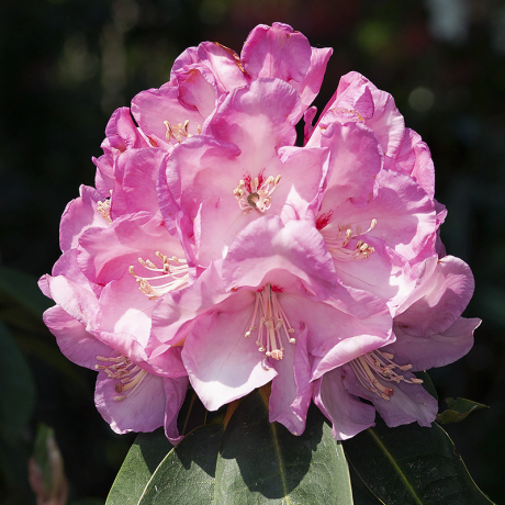 Różanecznik Pink Titan (rhododendron) C2 h 30-50 cm - Zdjęcie №1