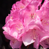 Różanecznik Pink Titan (rhododendron) C2 h 30-50 cm : zmniejszona - Zdjęcie №2
