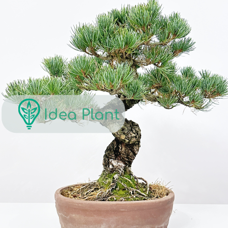 Bonsai Sosna drobnokwiatowa (22 lat) doniczka 32 cm / wysokość rośliny 27 cm - Zdjęcie №1