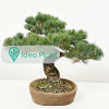 Bonsai Sosna drobnokwiatowa (22 lat) doniczka 32 cm / wysokość rośliny 27 cm : zmniejszona - Zdjęcie №2