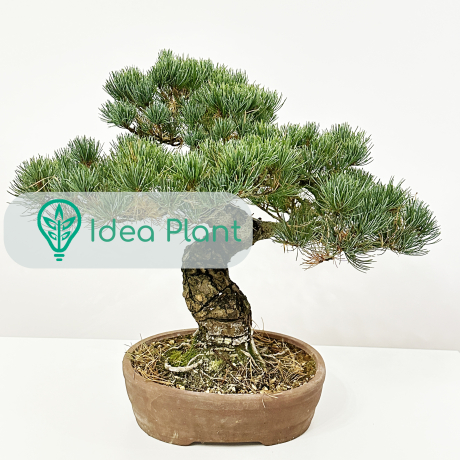 Bonsai Sosna drobnokwiatowa (22 lat) doniczka 32 cm / wysokość rośliny 27 cm - Zdjęcie №2