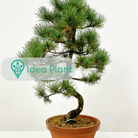 Bonsai Sosna drobnokwiatowa (6 lat) doniczka 22 cm / wysokość rośliny 45 cm - Zdjęcie №1