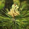 Sosna czarna Austriacka (Pinus nigra austriaca) : zmniejszona - Zdjęcie №2