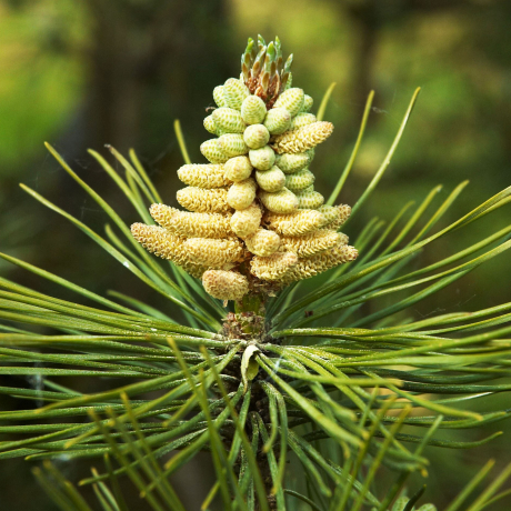 Sosna czarna Austriacka (Pinus nigra austriaca) - Zdjęcie №2