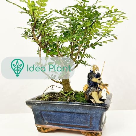 Bonsai Pieprzowiec (5 lat) doniczka 15 cm / wysokość rośliny 20 cm - Zdjęcie №1