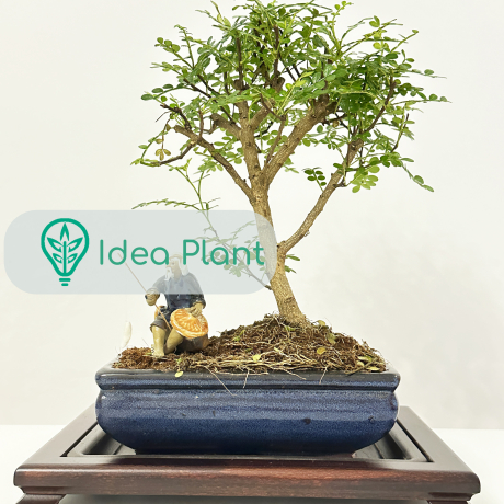 Bonsai Pieprzowiec (6 lat) doniczka 20 cm / wysokość rośliny 20 cm - Zdjęcie №1