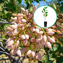 Pistacja Albina (wczesny termin dojrzewania)