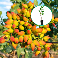 Pistacja Amelia (średni okres dojrzewania)