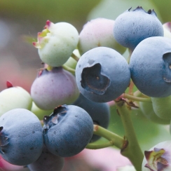 Borówka amerykańska Earliblue (wczesna)