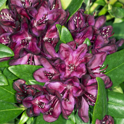 Różanecznik Polarnacht (rhododendron) C2 h 30-50 cm