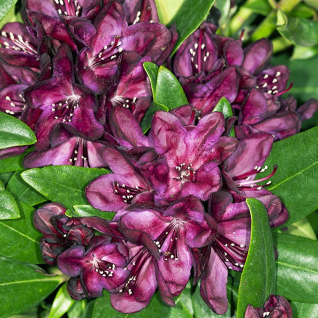 Różanecznik Polarnacht (rhododendron) C2 h 30-50 cm - Zdjęcie №1