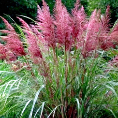 Miskant chiński Polonus (C2)
