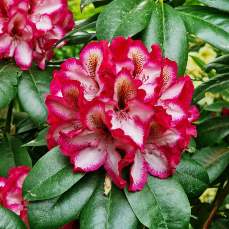 Różanecznik Pomegranate Splash (rhododendron) C2 h 30-50 cm - Zdjęcie №1