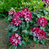 Różanecznik Pomegranate Splash (rhododendron) C2 h 30-50 cm : zmniejszona - Zdjęcie №3