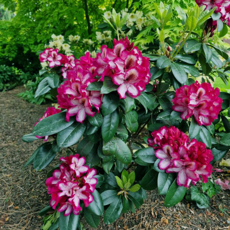 Różanecznik Pomegranate Splash (rhododendron) C2 h 30-50 cm - Zdjęcie №3