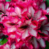Różanecznik Pomegranate Splash (rhododendron) C2 h 30-50 cm : zmniejszona - Zdjęcie №2