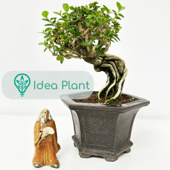Bonsai Premna serratifilia (18 lat) doniczka 10 cm / wysokość rośliny 12 cm