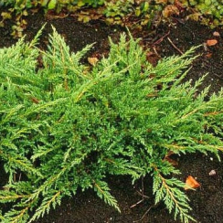 Jałowiec płożący Prince of Wales (Juniperus horizontalis)