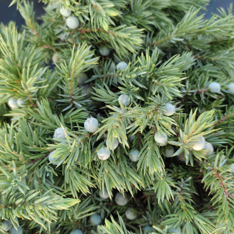 Jałowiec nadbrzeżny Blue Pacific (Juniperus conferta) - Zdjęcie №2