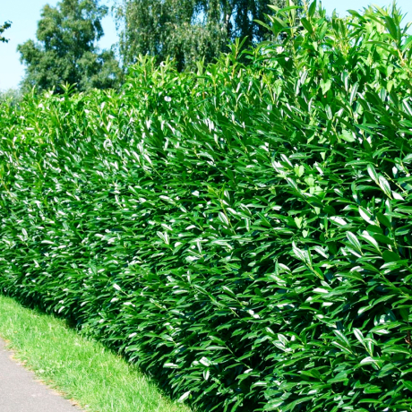 laurowiśnia wschodnia Caucasica (Doniczka p9 h 15-25 cm) - Zdjęcie №4